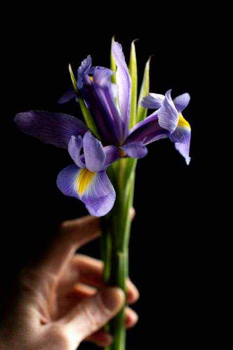 Nachhaltige Blumen